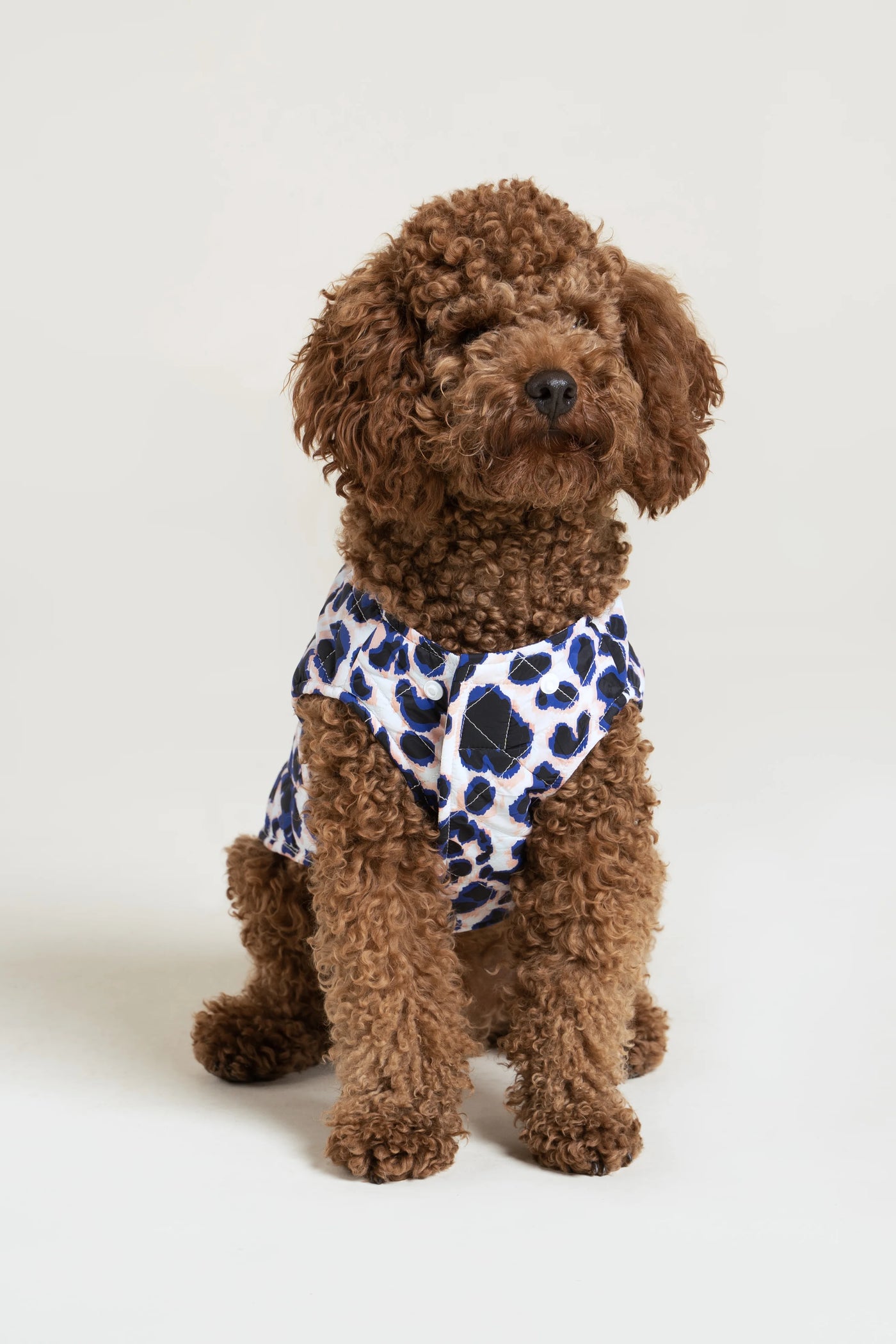 Vincennes - Doudoune pour chien - Flotte #couleur_leopard-bleu