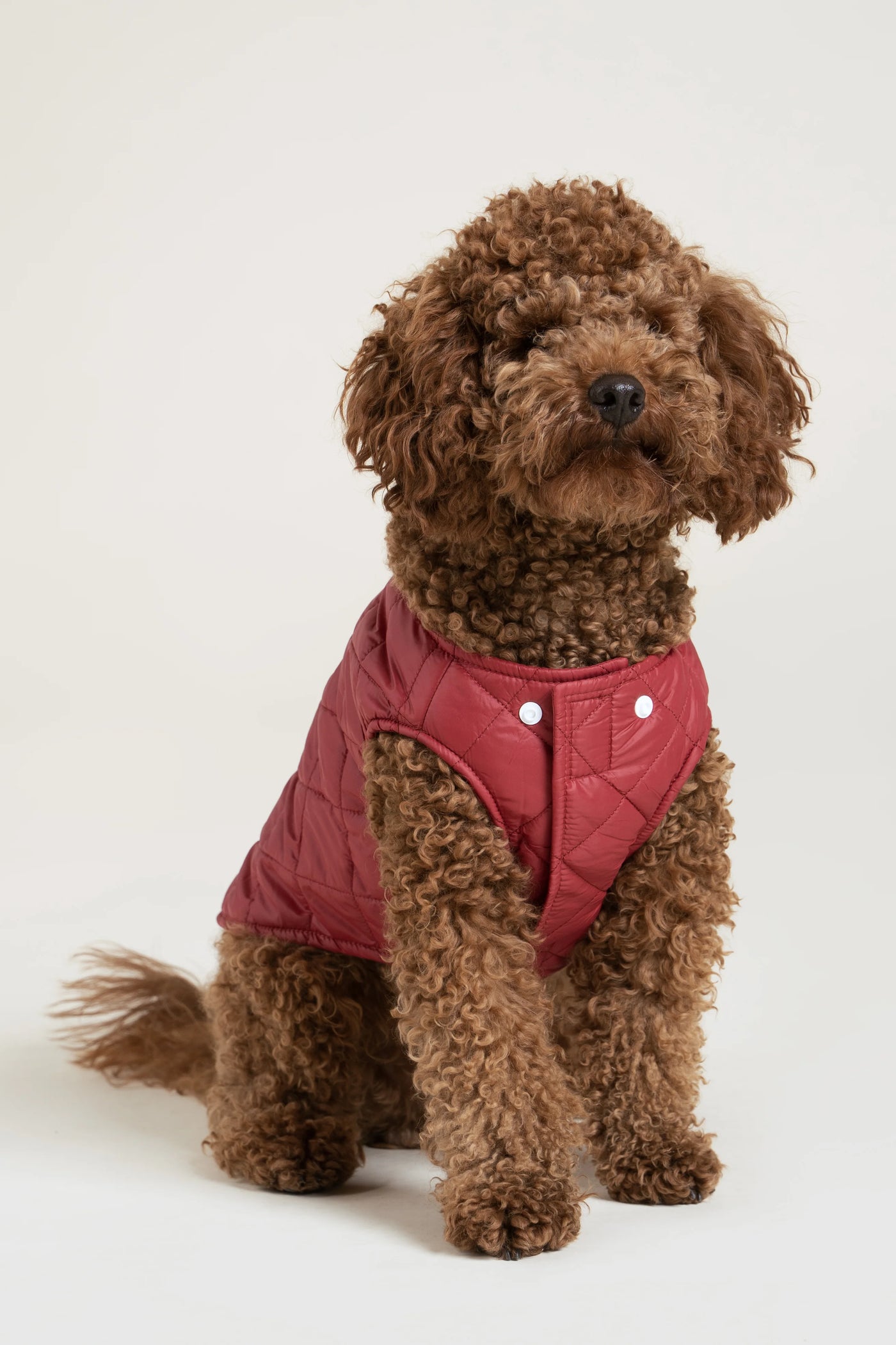 Vincennes - Doudoune pour chien - Flotte #couleur_cerise