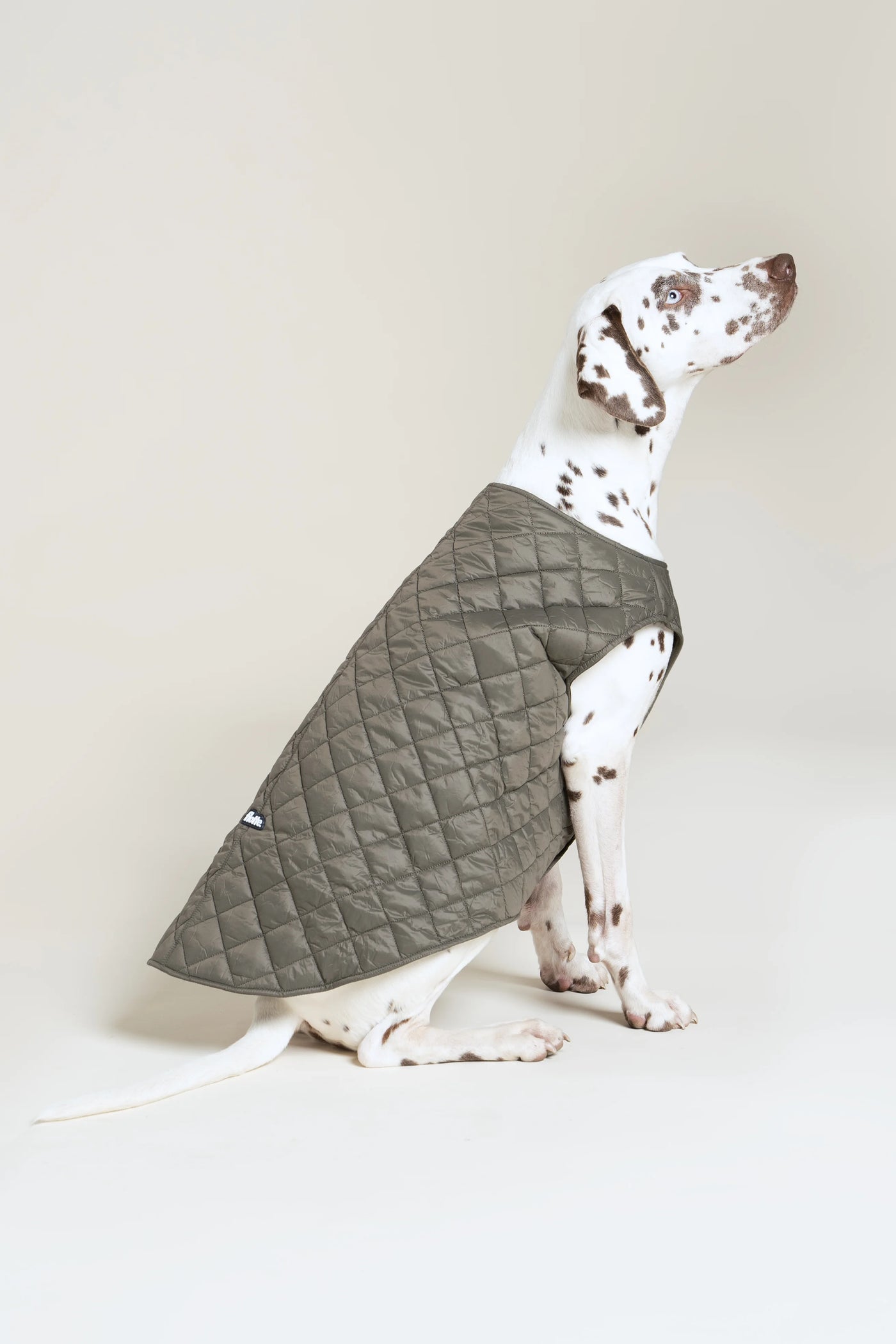 Vincennes - Doudoune pour chien - Flotte #couleur_kaki