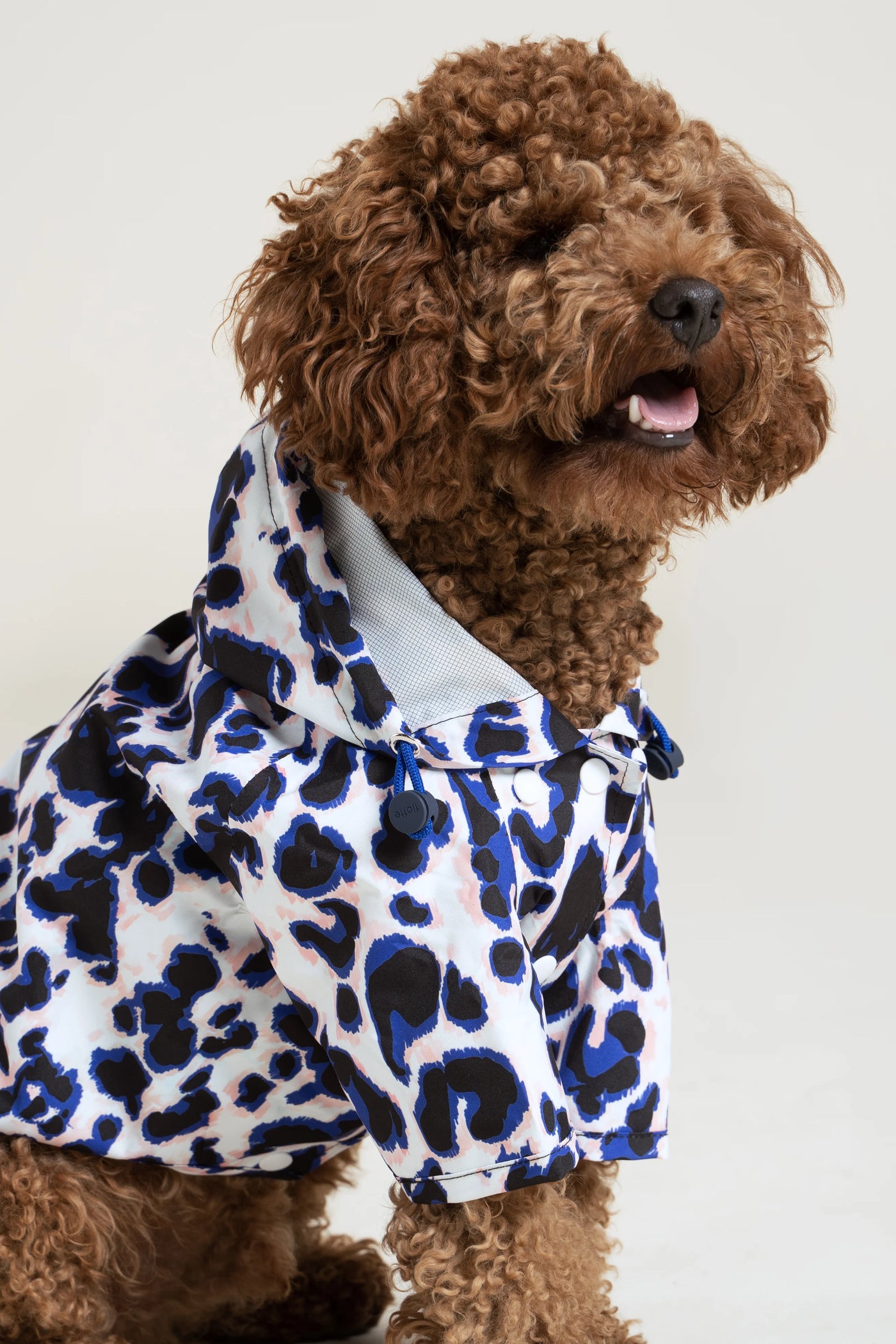 Impermeable Boulogne pour chien -Flotte #couleur_leopard-bleu