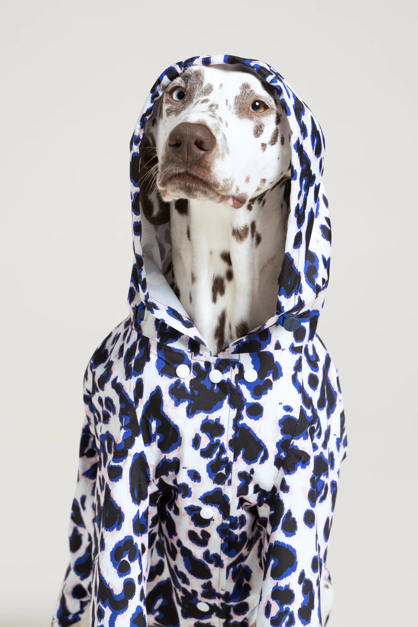Impermeable Boulogne pour chien -Flotte #couleur_leopard-bleu