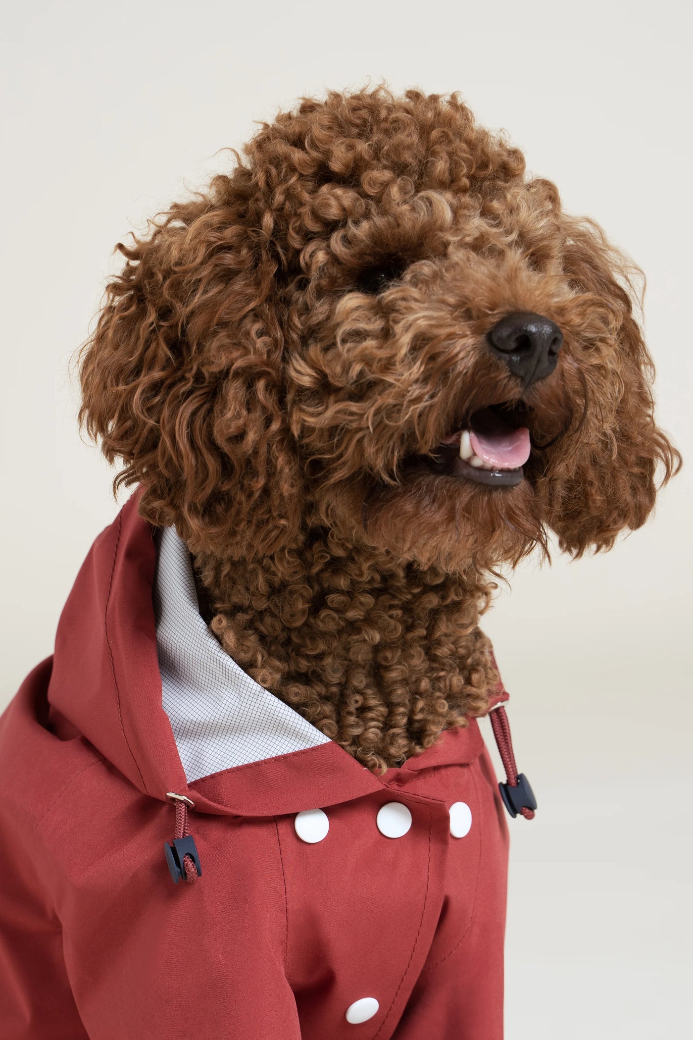 Impermeable Boulogne pour chien -Flotte #couleur_cerise