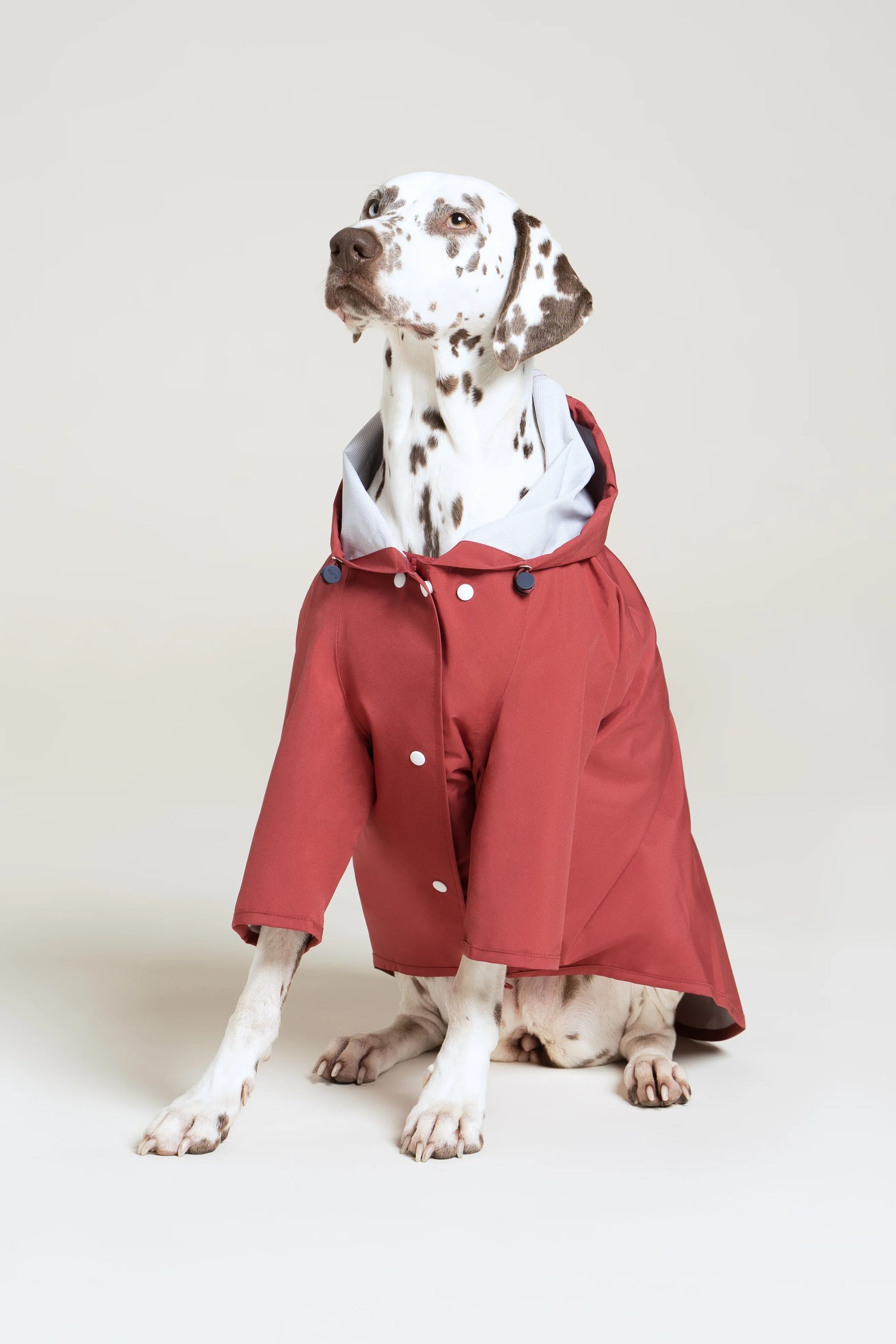 Impermeable Boulogne pour chien -Flotte #couleur_cerise