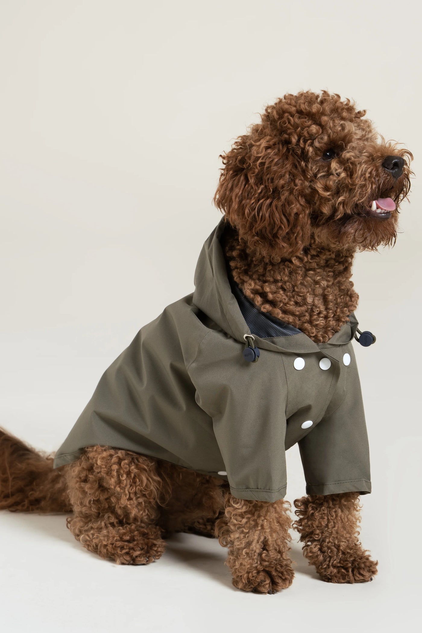 Impermeable Boulogne pour chien -Flotte #couleur_kaki
