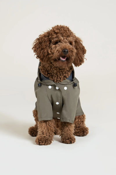 Boulogne - Imperméable pour chien